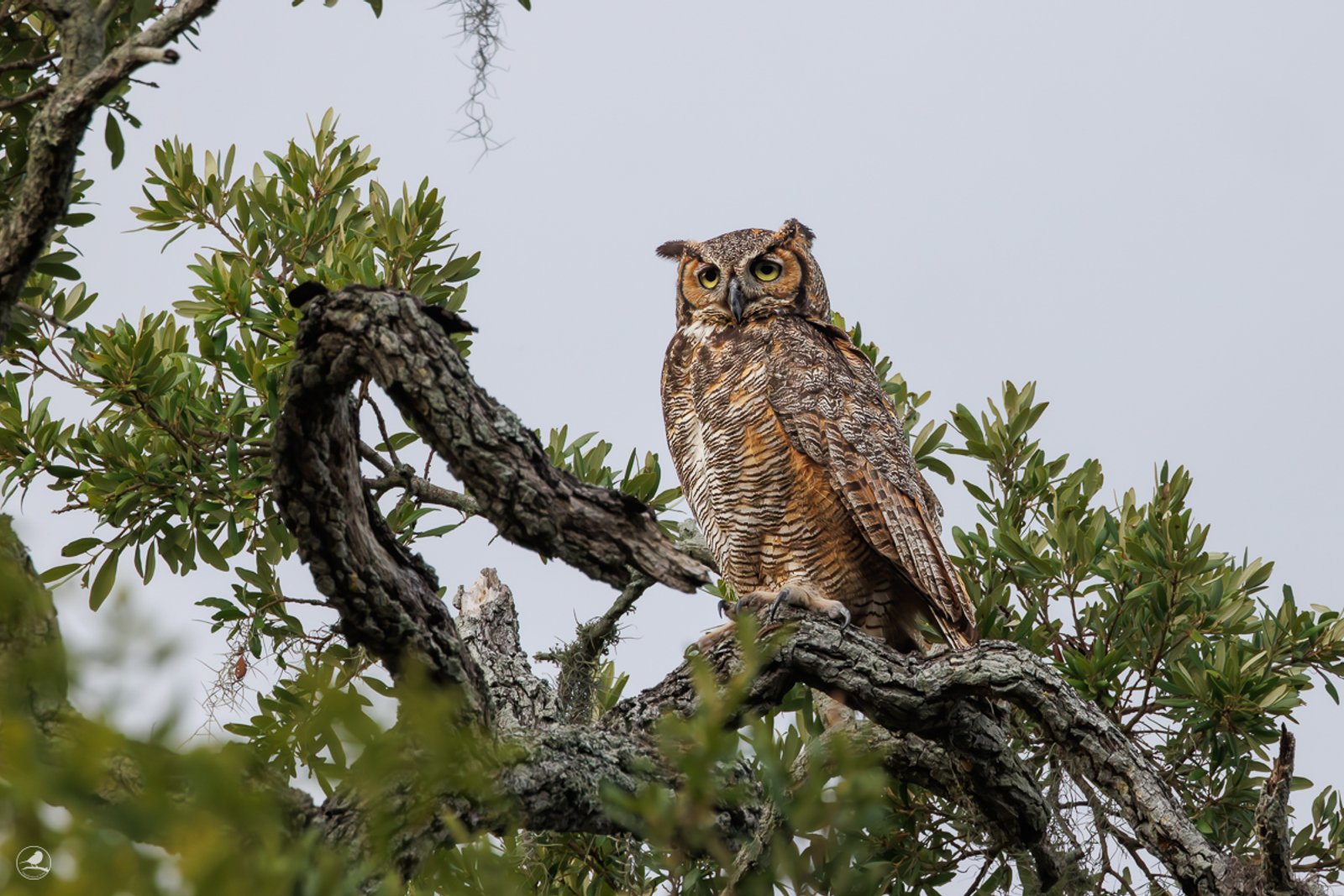Amerikahubro/ Great horned owl, Philippe Park