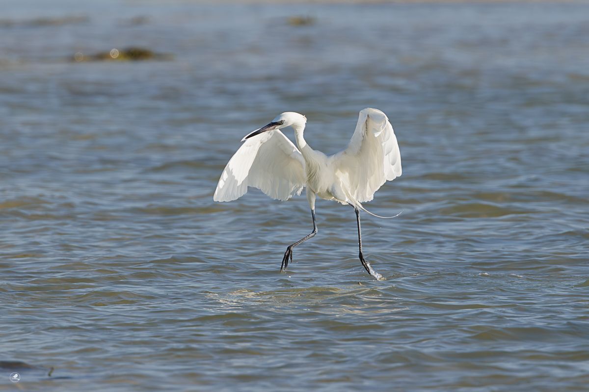 Dansehegre/ Reddish Egret,  ren hvit fargevariant (morf)