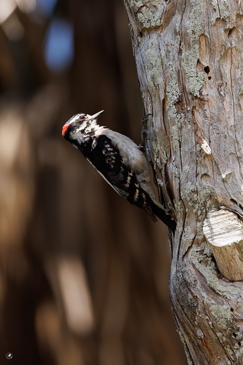 Dunspett/ Downy woodpecker