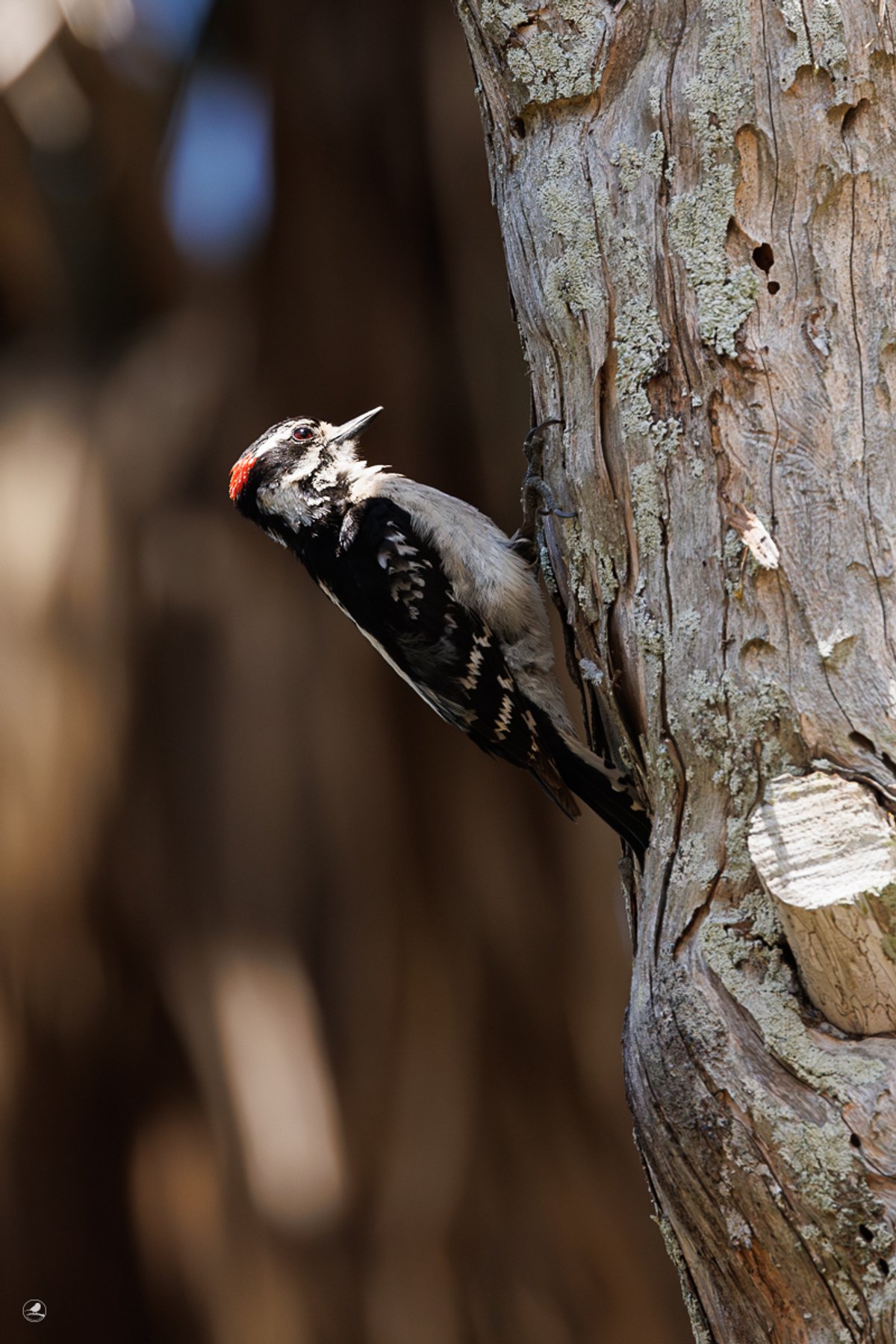 Dunspett/ Downy woodpecker