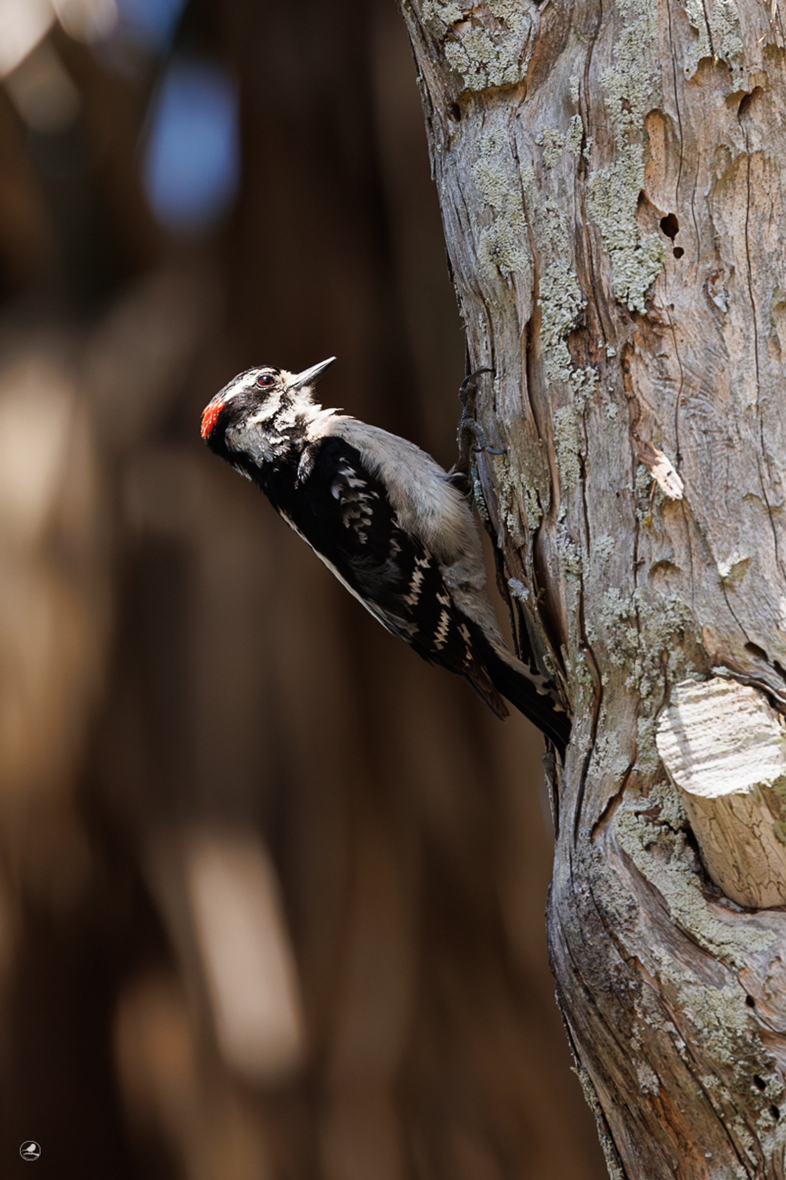 Dunspett/ Downy woodpecker