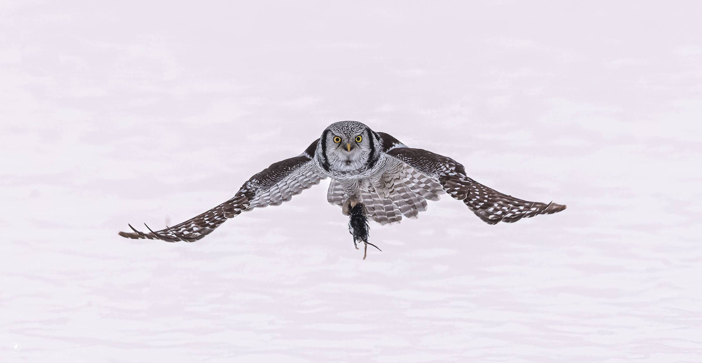 Haukugle / Northern Hawk Owl, Kråkstad