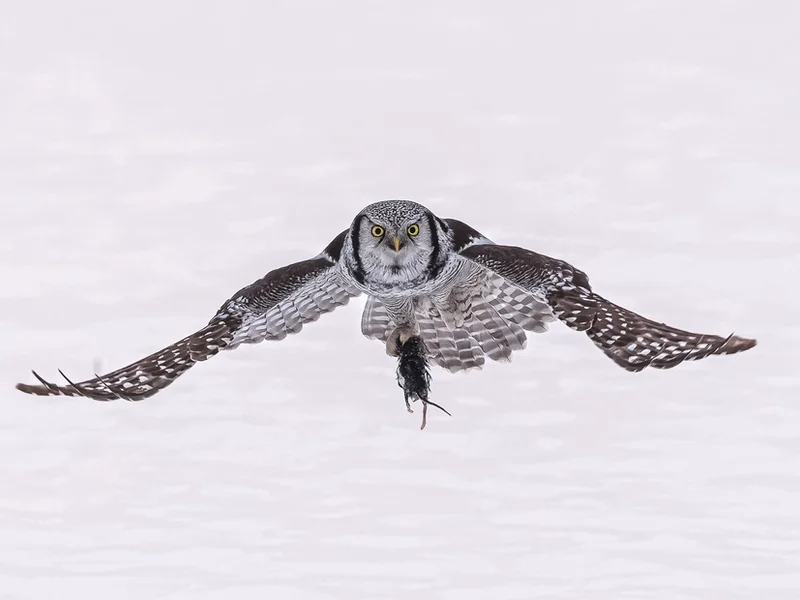 Haukugle / Northern Hawk Owl, Kråkstad