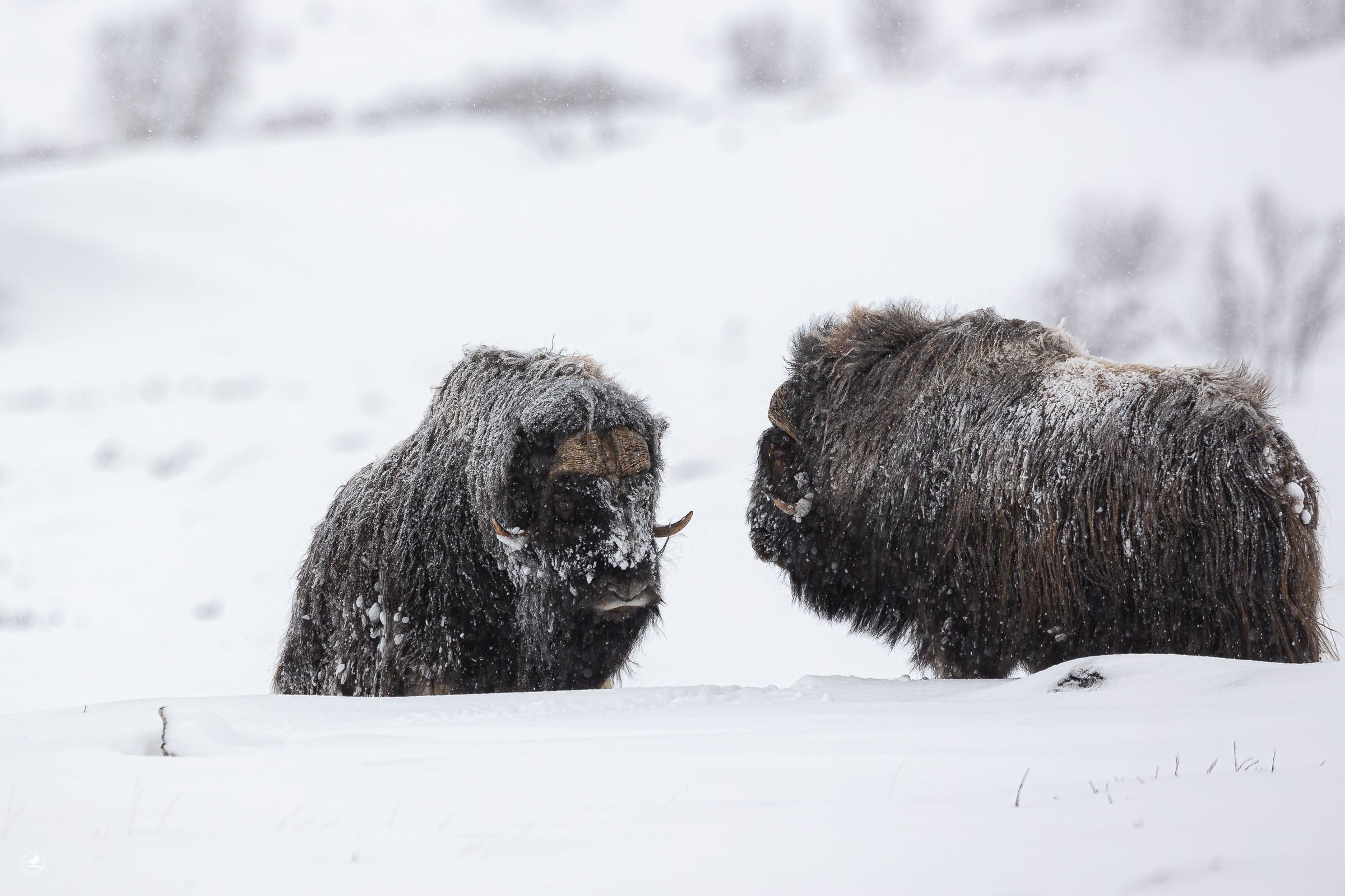 Moskus i vinter landskap på Dovre