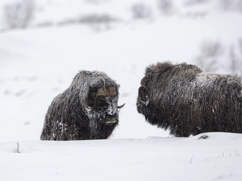 Moskus i vinter landskap på Dovre
