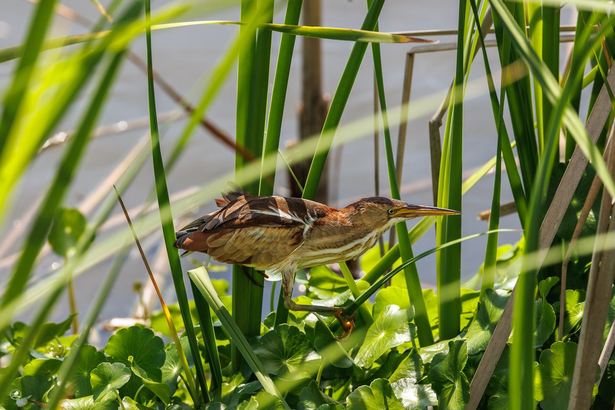 Dvergrørdrum/ Least Bittern