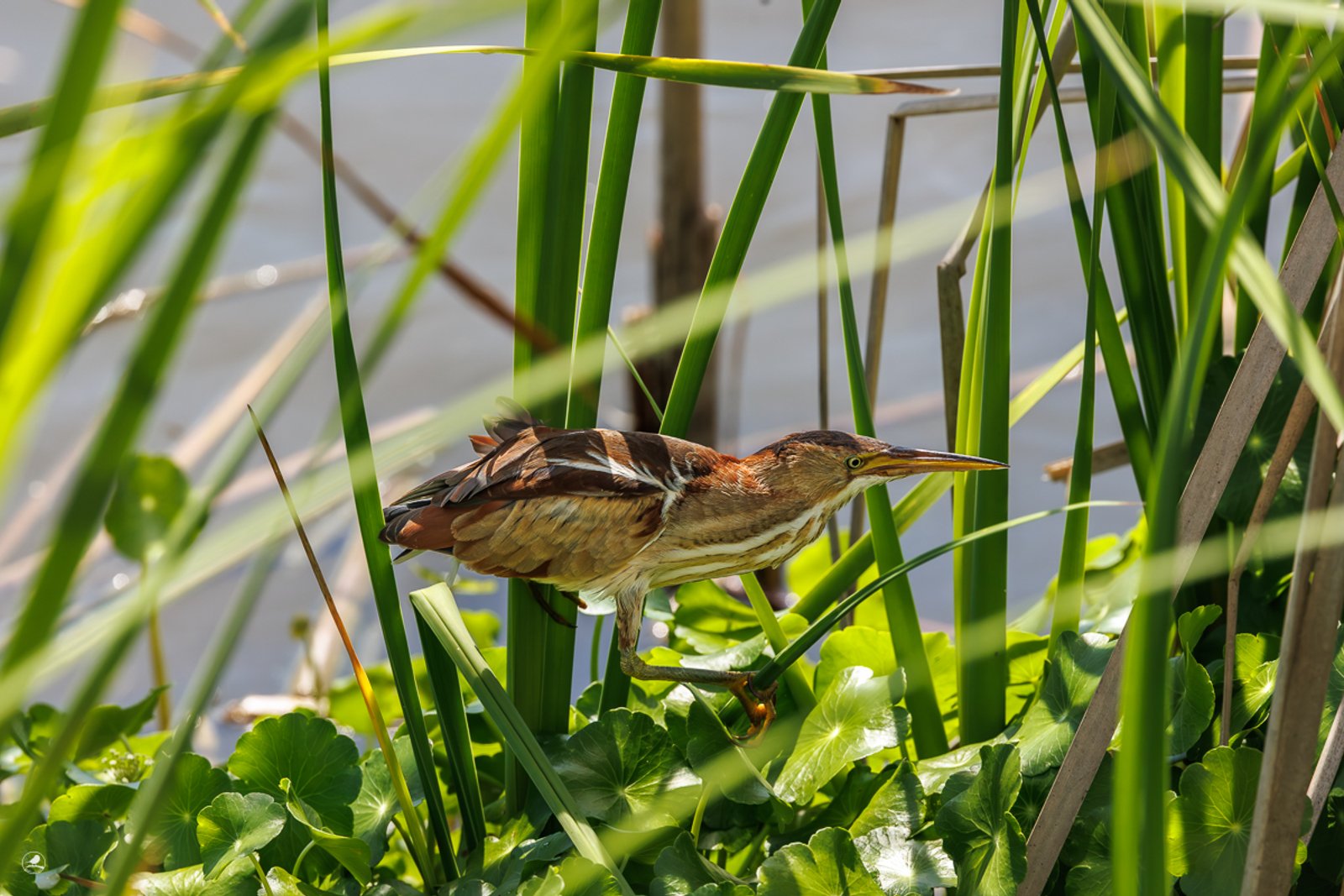 Dvergrørdrum/ Least Bittern