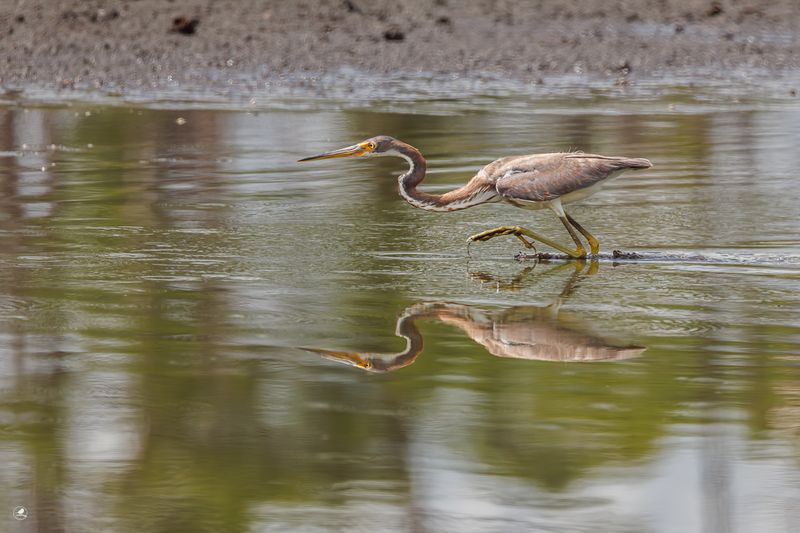 Prakthegre/ Tricolored Heron