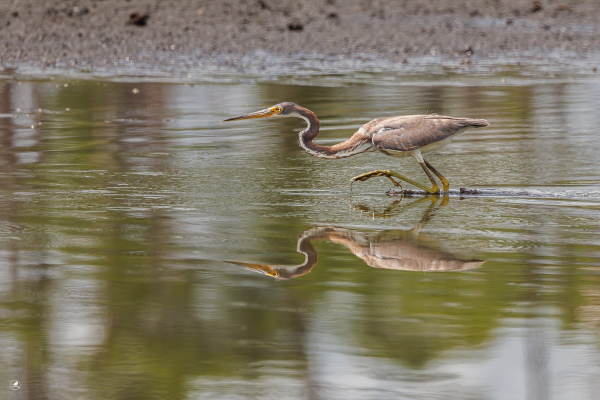 Prakthegre/ Tricolored Heron