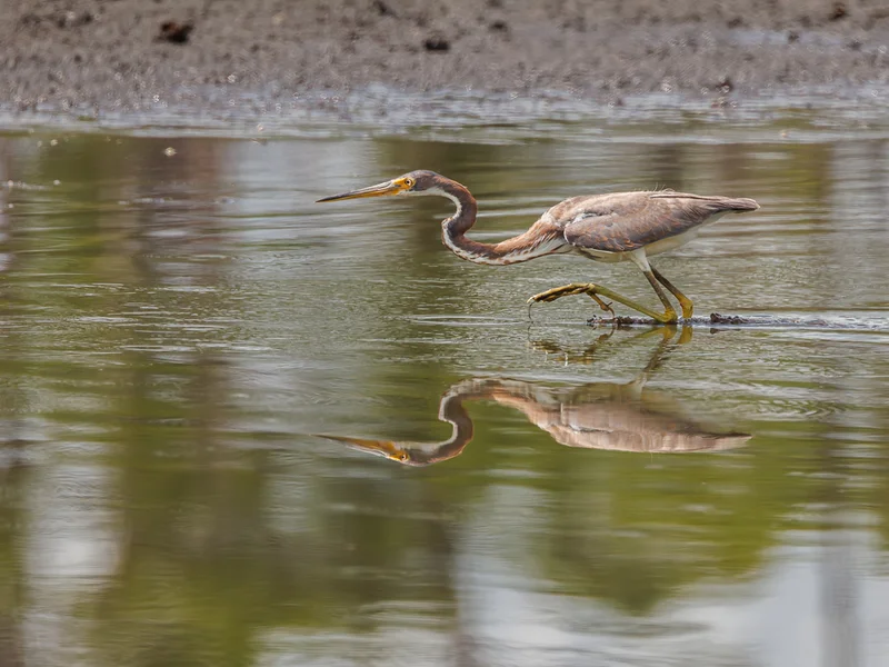 Prakthegre/ Tricolored Heron