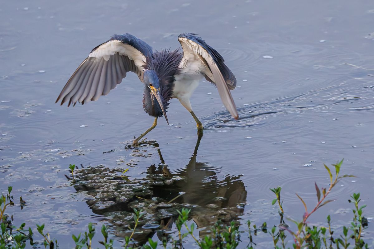 Prakthegre/ Tricolored Heron