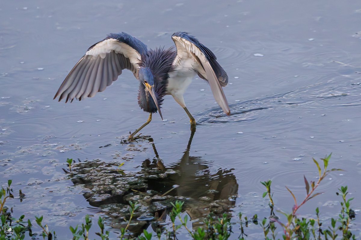 Prakthegre/ Tricolored Heron