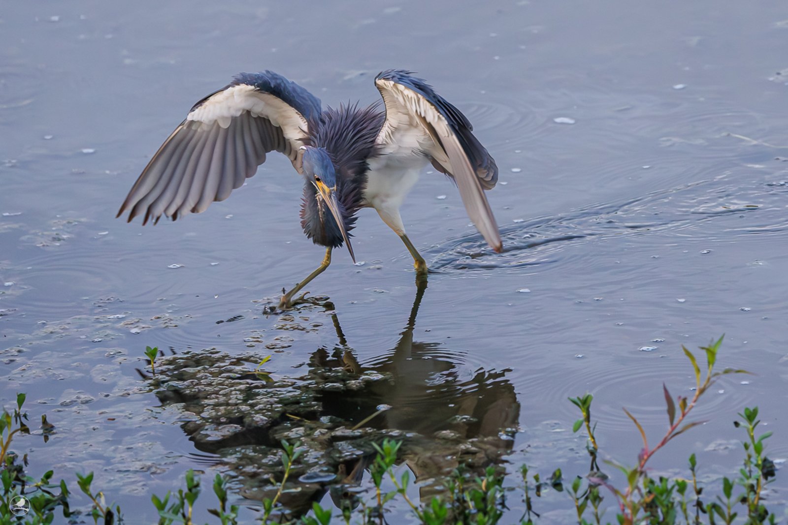 Prakthegre/ Tricolored Heron