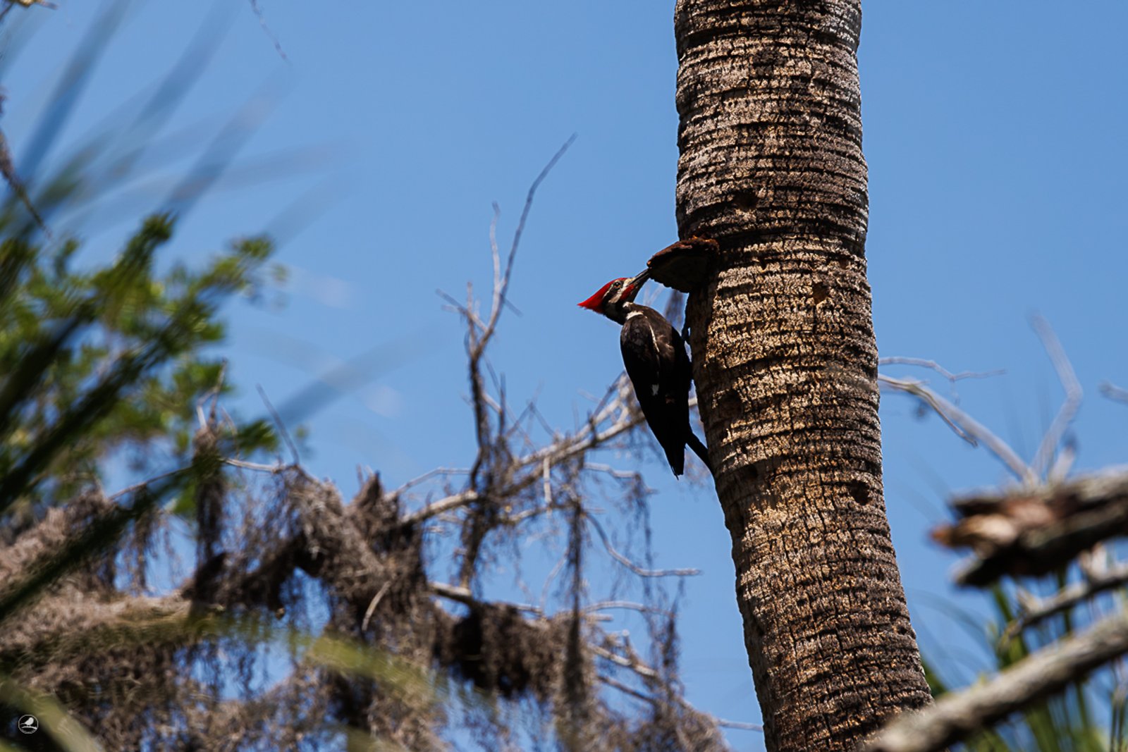 Hvitbrynsvartspett/ Pileated woodpecker