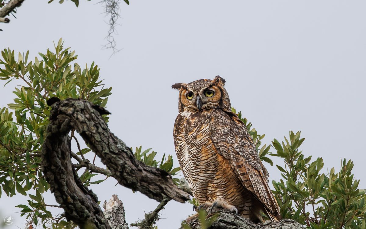 Amerikahubro/ Great horned owl, Philippe Park Florida