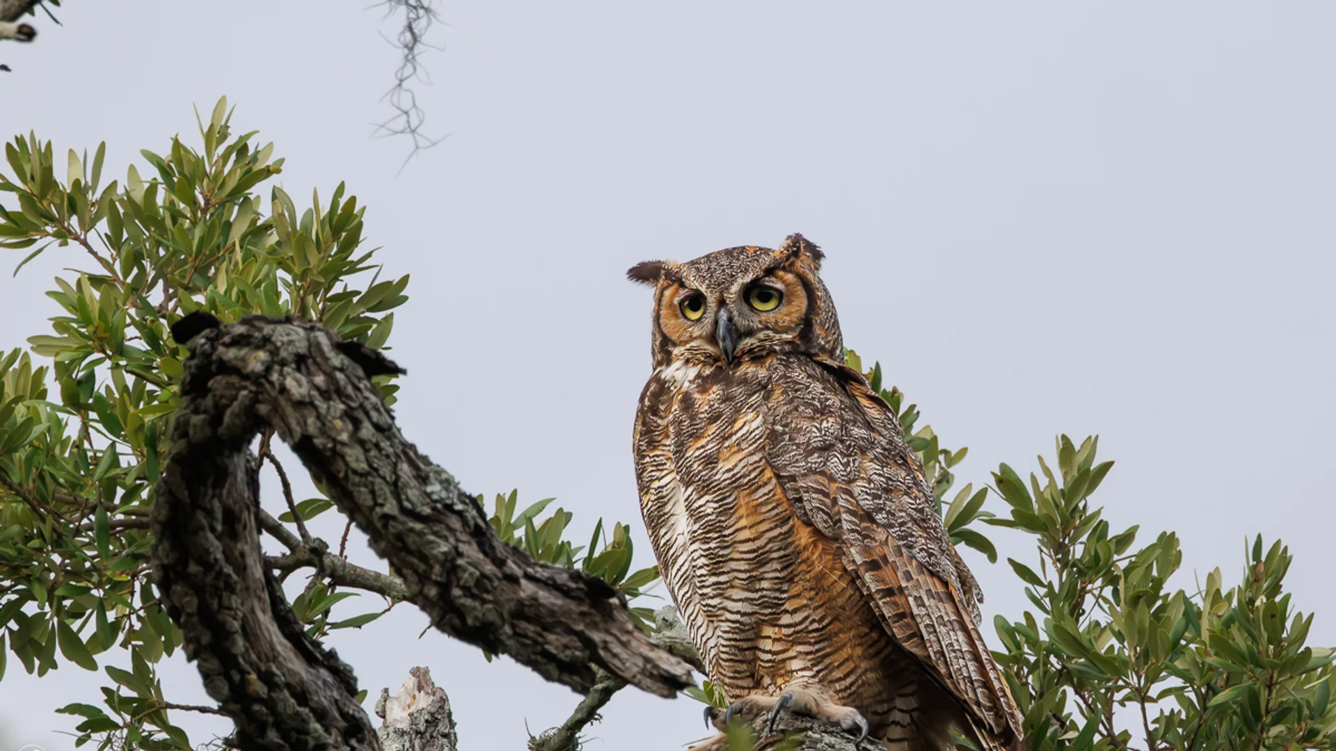 Amerikahubro/ Great horned owl, Philippe Park Florida