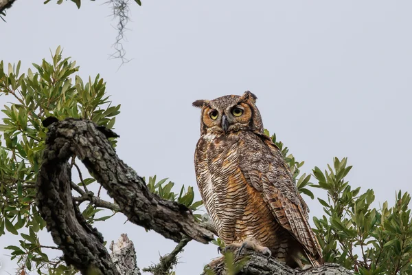 Amerikahubro/ Great horned owl, Philippe Park Florida