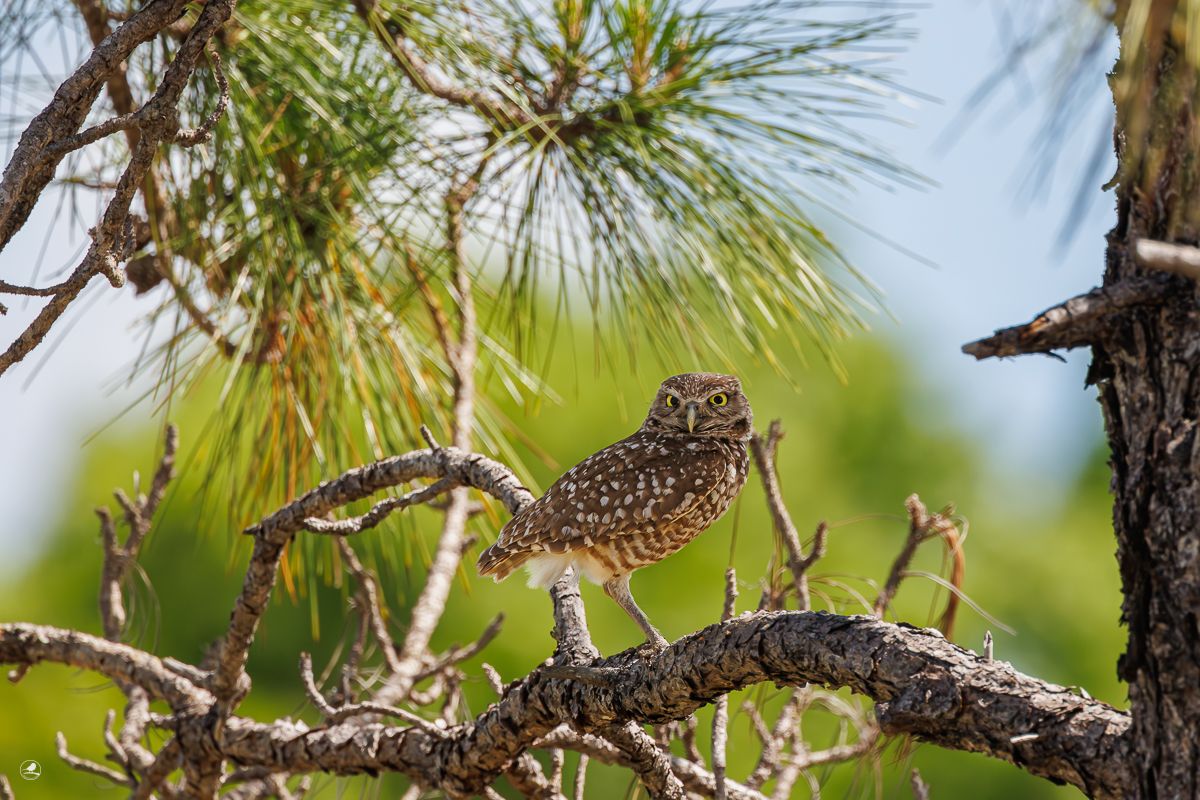 Gravugle/ Burrowing Owl, Pelican Baseball Complex, Cape Coral, Florida, Usa