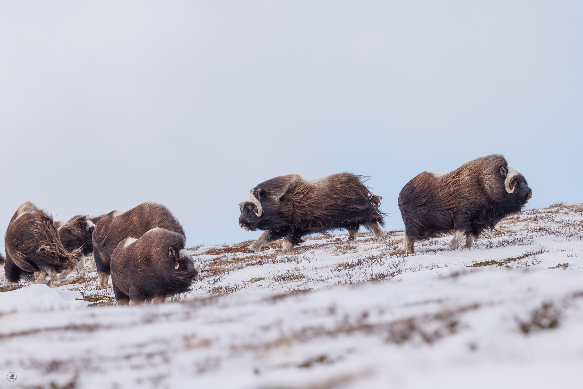 Moskus Dovre