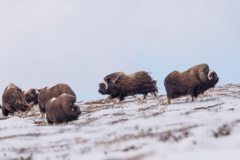 Moskus Dovre