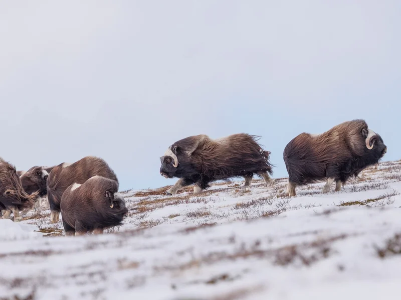 Moskus Dovre