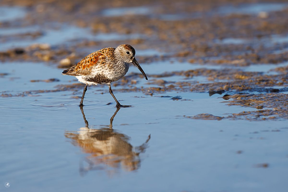 Myrsnipe/ Dunlin