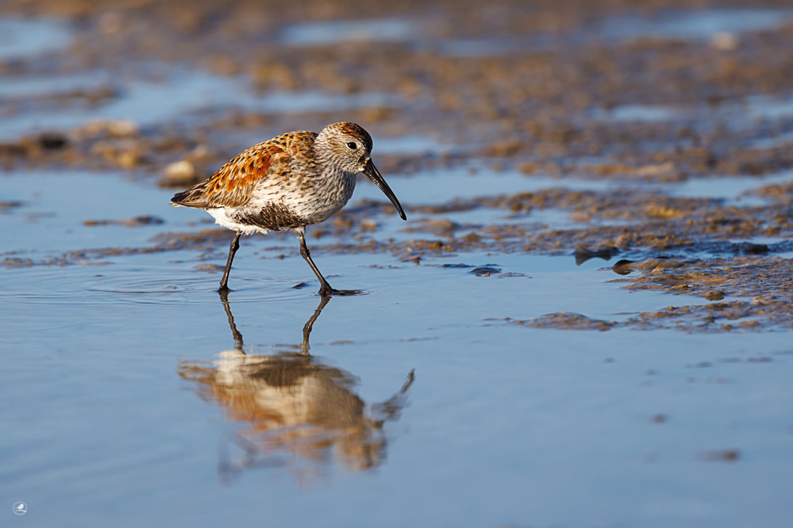Myrsnipe/ Dunlin