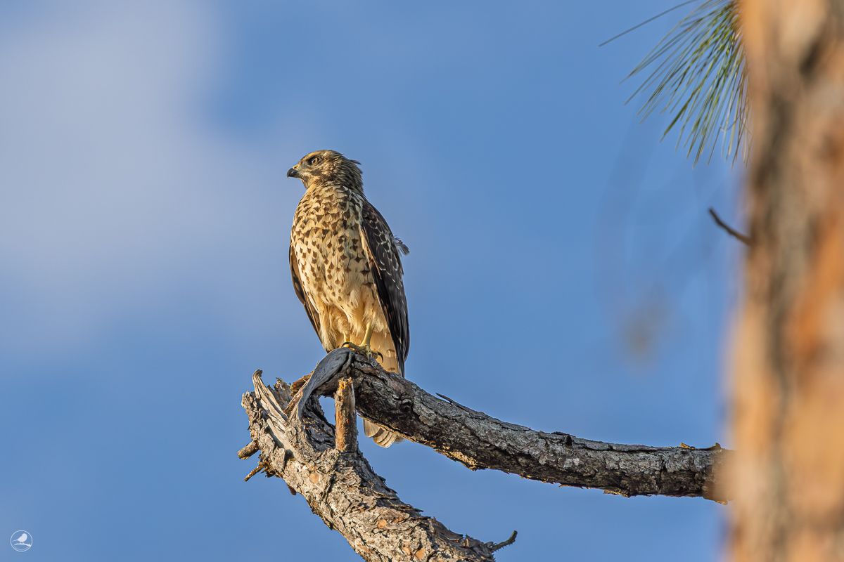 Rødvingevåk/ Red-shouldered Hawk
