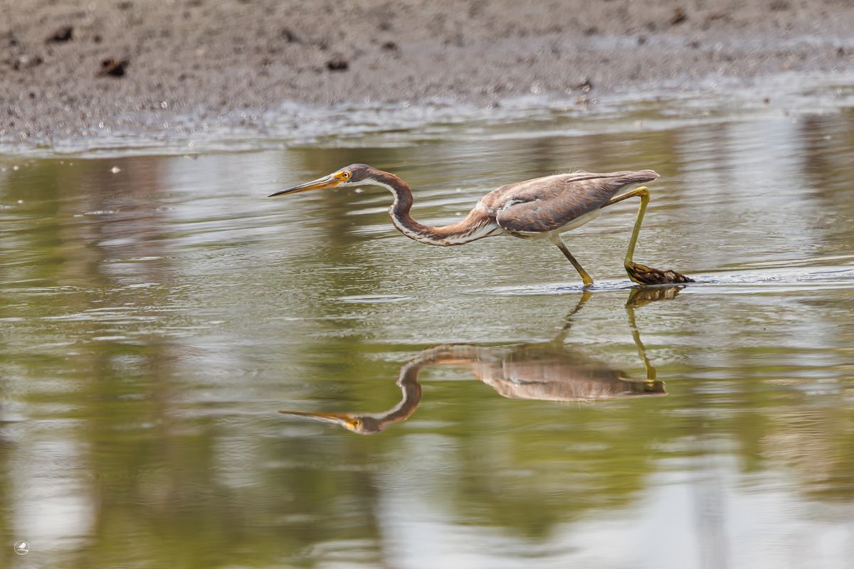 Prakthegre/ Tricolored Heron