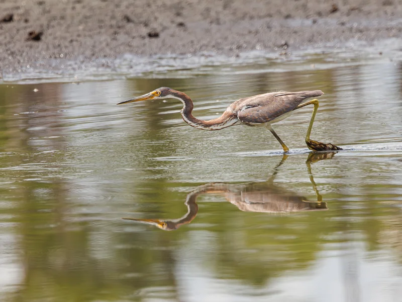 Prakthegre/ Tricolored Heron
