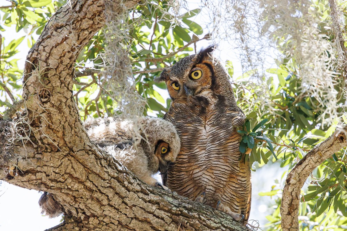 Amerikahubro/ Great horned owl, Philippe Park