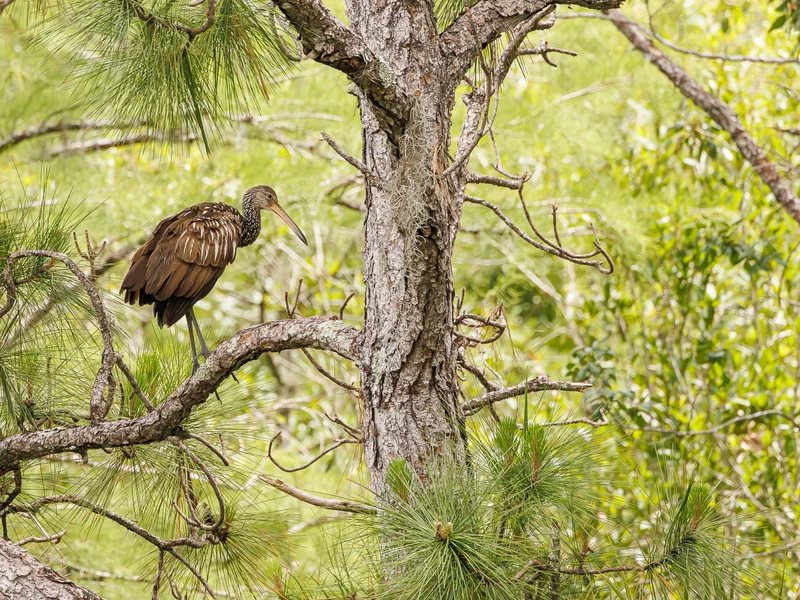 Riksetrane/ Limpkin