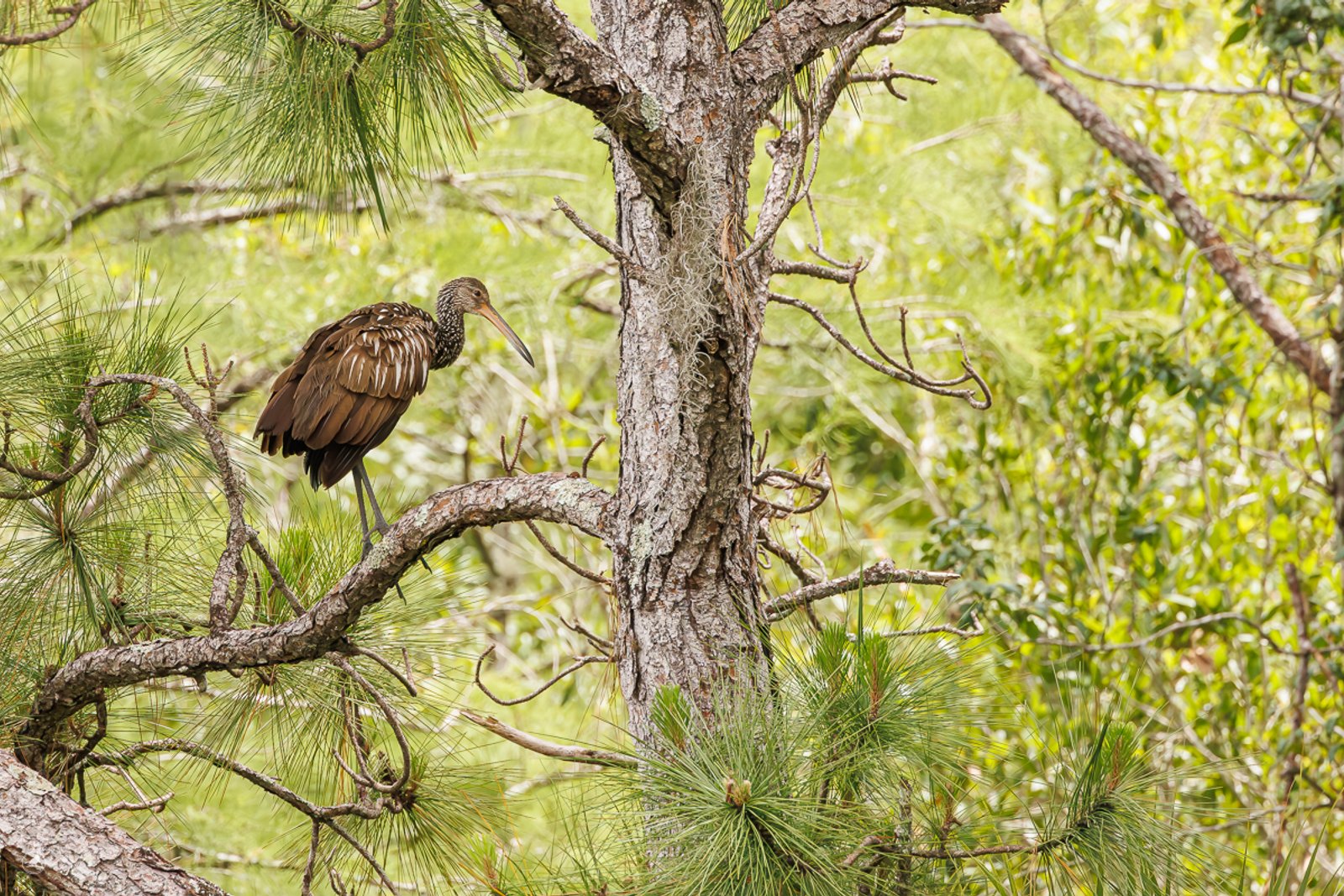 Riksetrane/ Limpkin