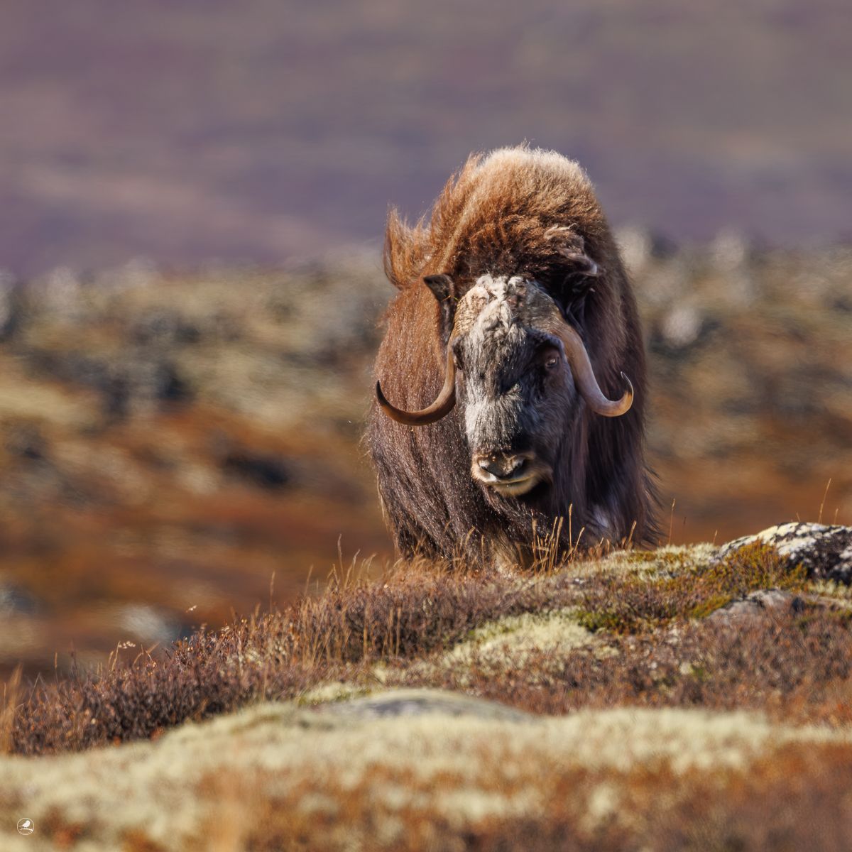 Moskus/ Musk Ox, Dovre, Norway
