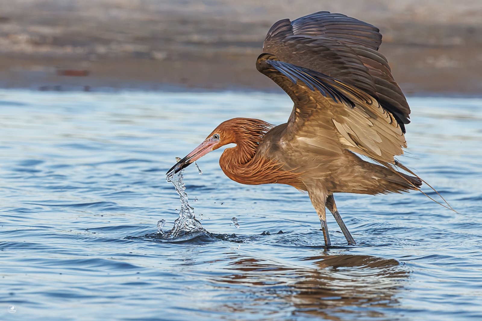 Dansehegre/ Reddish Egret