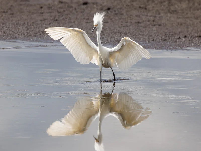 Snøhegre/ Snowy Egret