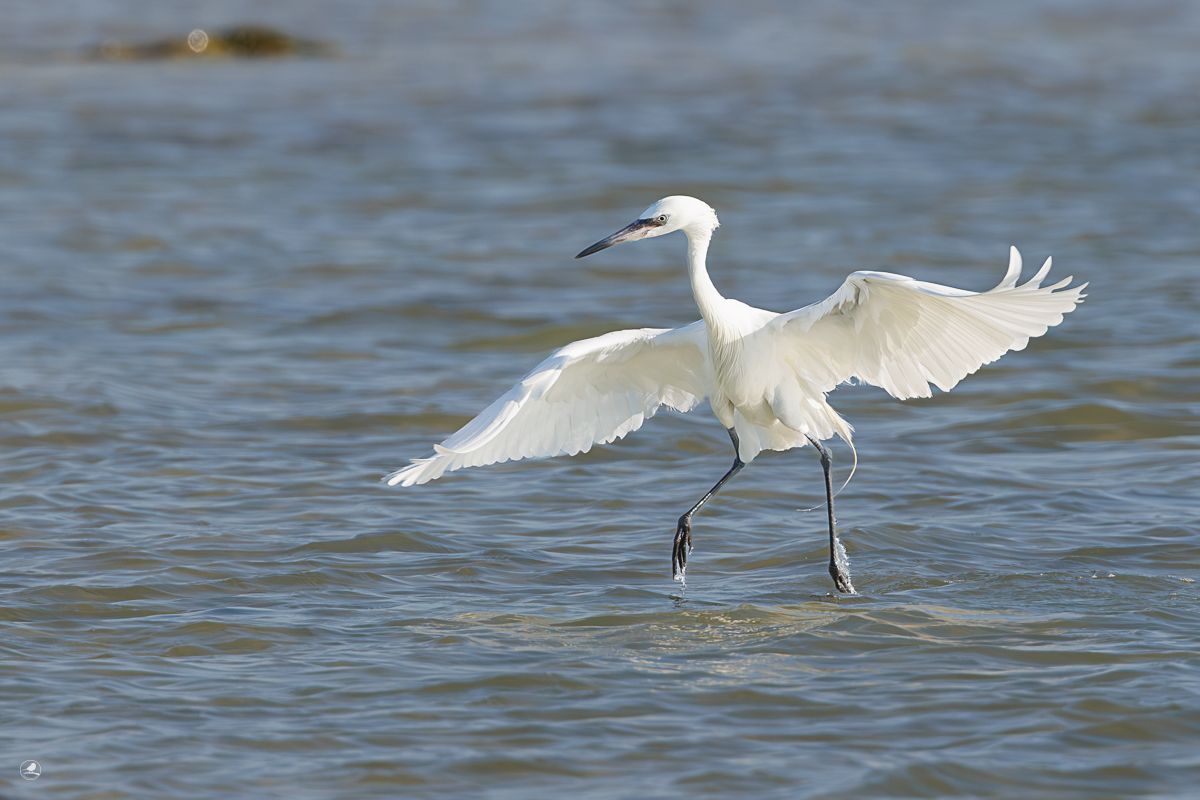 Dansehegre/ Reddish Egret
