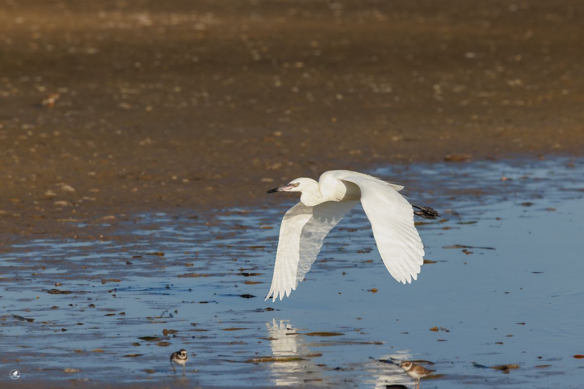 Dansehegre/ Reddish Egret