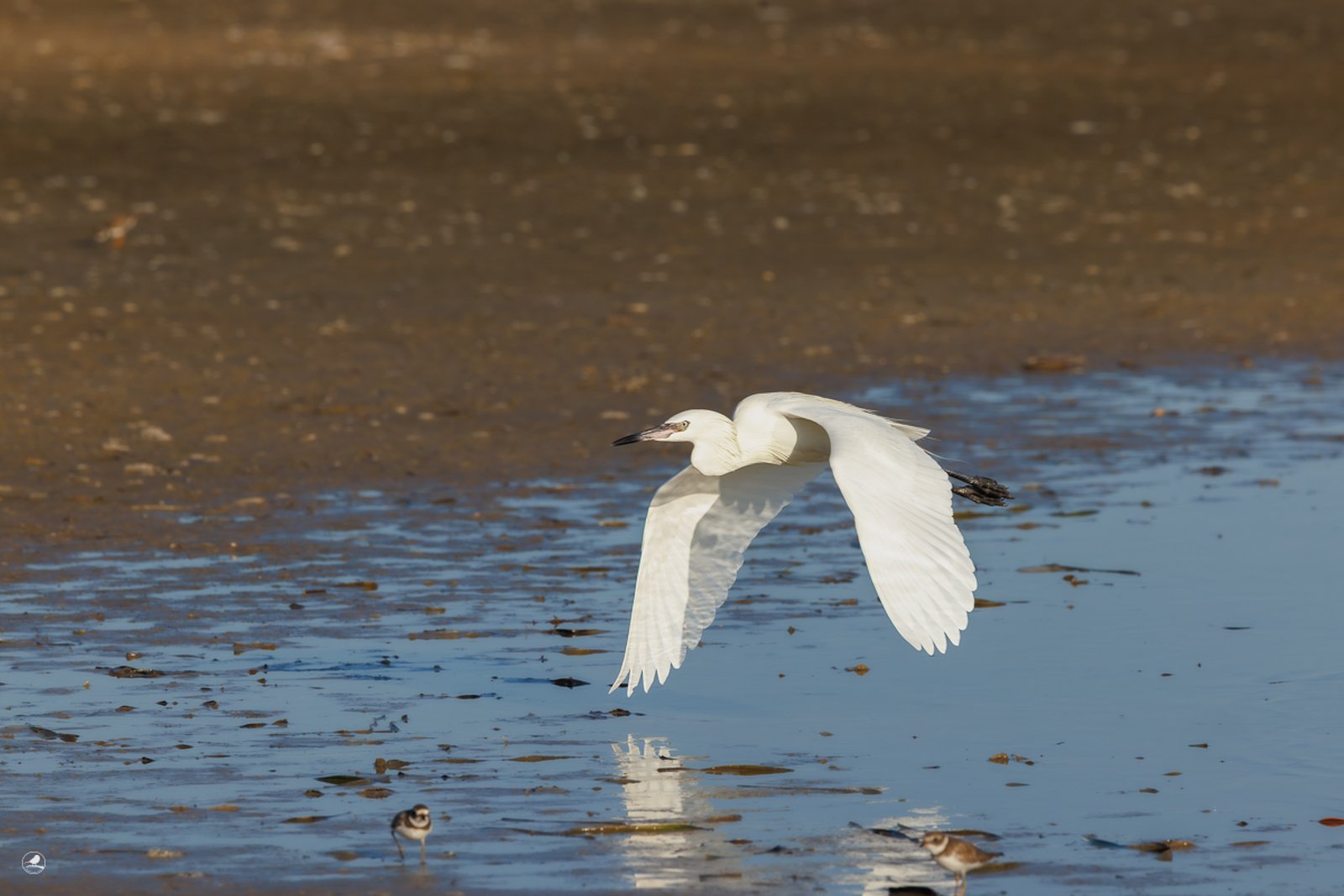 Dansehegre/ Reddish Egret