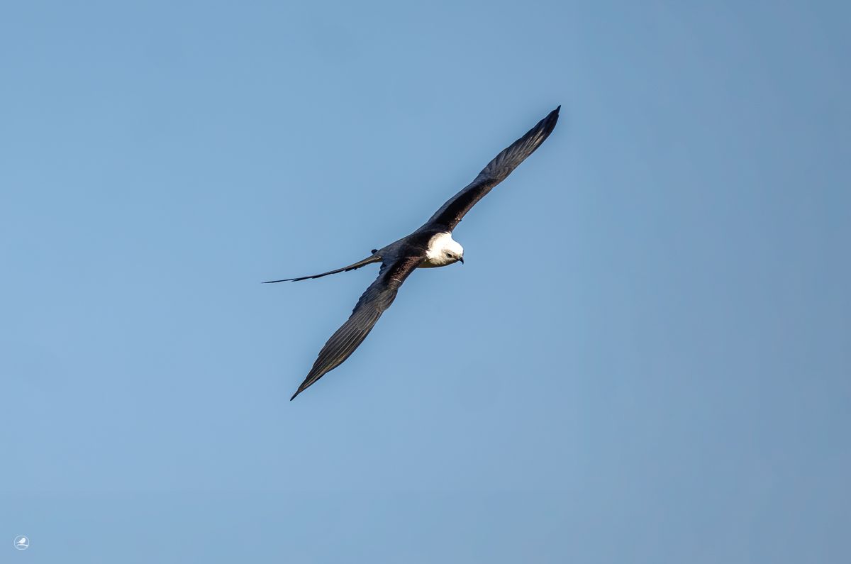 Svaleglente/ Swallow-tailed Kite, Myakka River State Park 