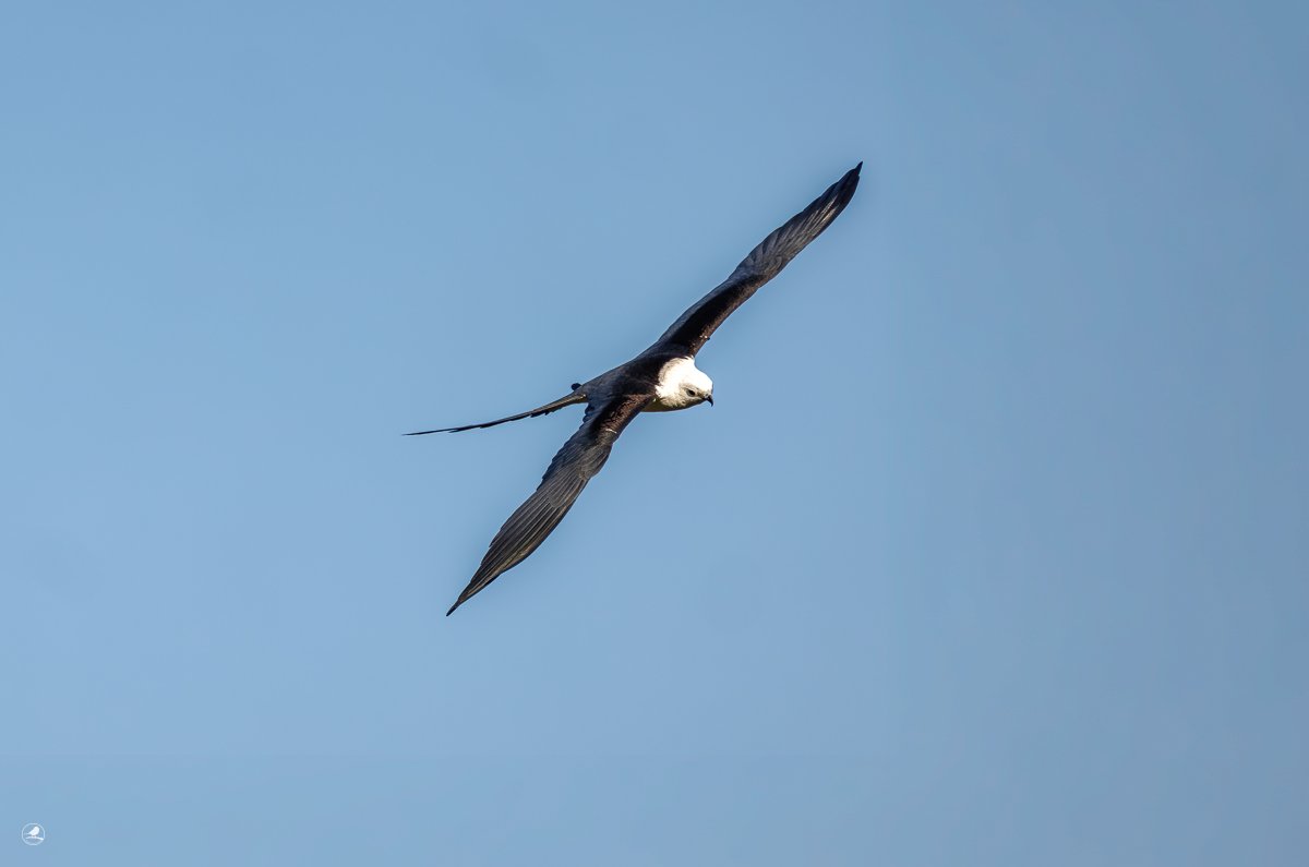 Svaleglente/ Swallow-tailed Kite