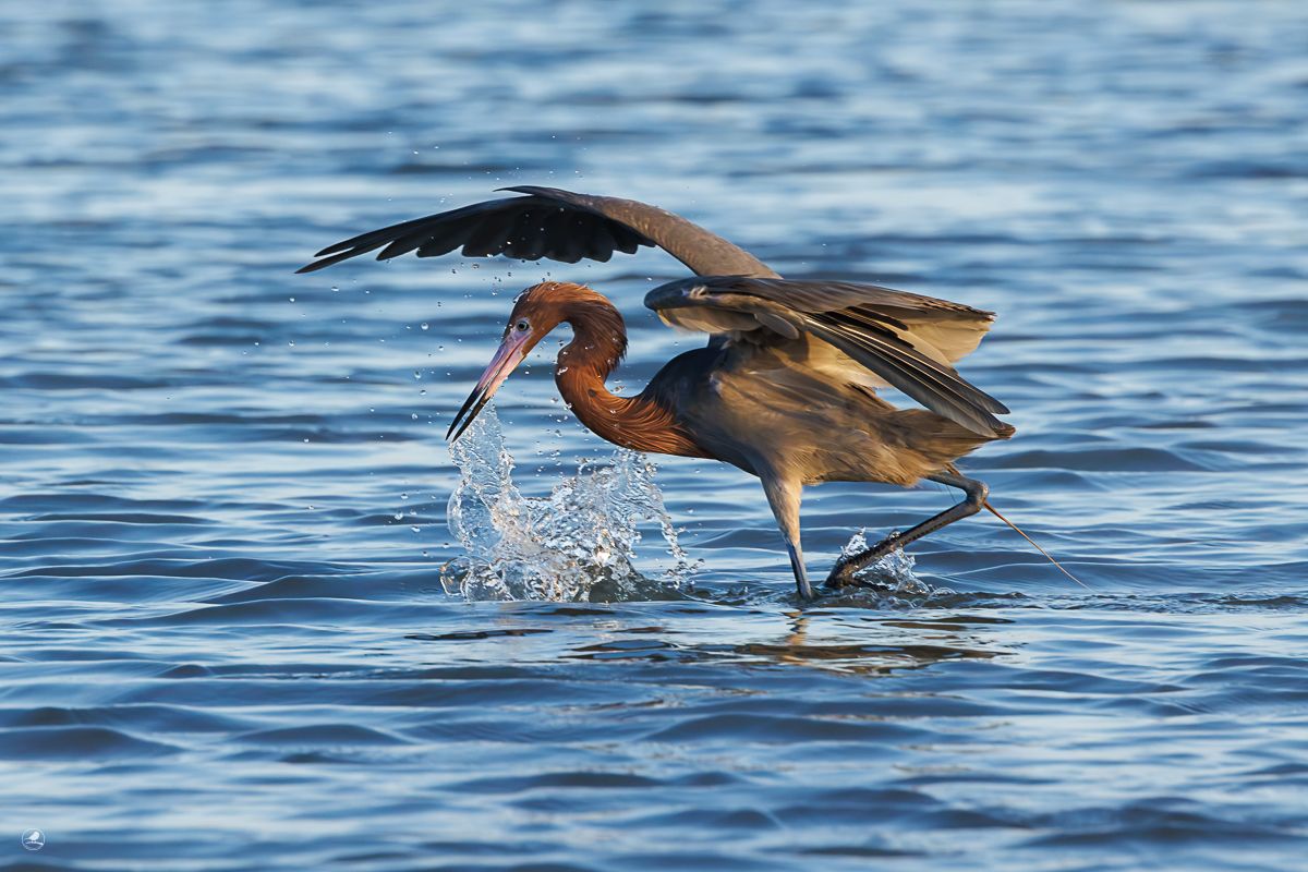 Dansehegre/ Reddish Egret