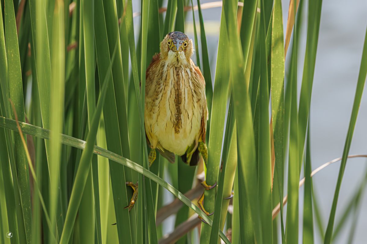 Dvergrørdrum/ Least Bittern