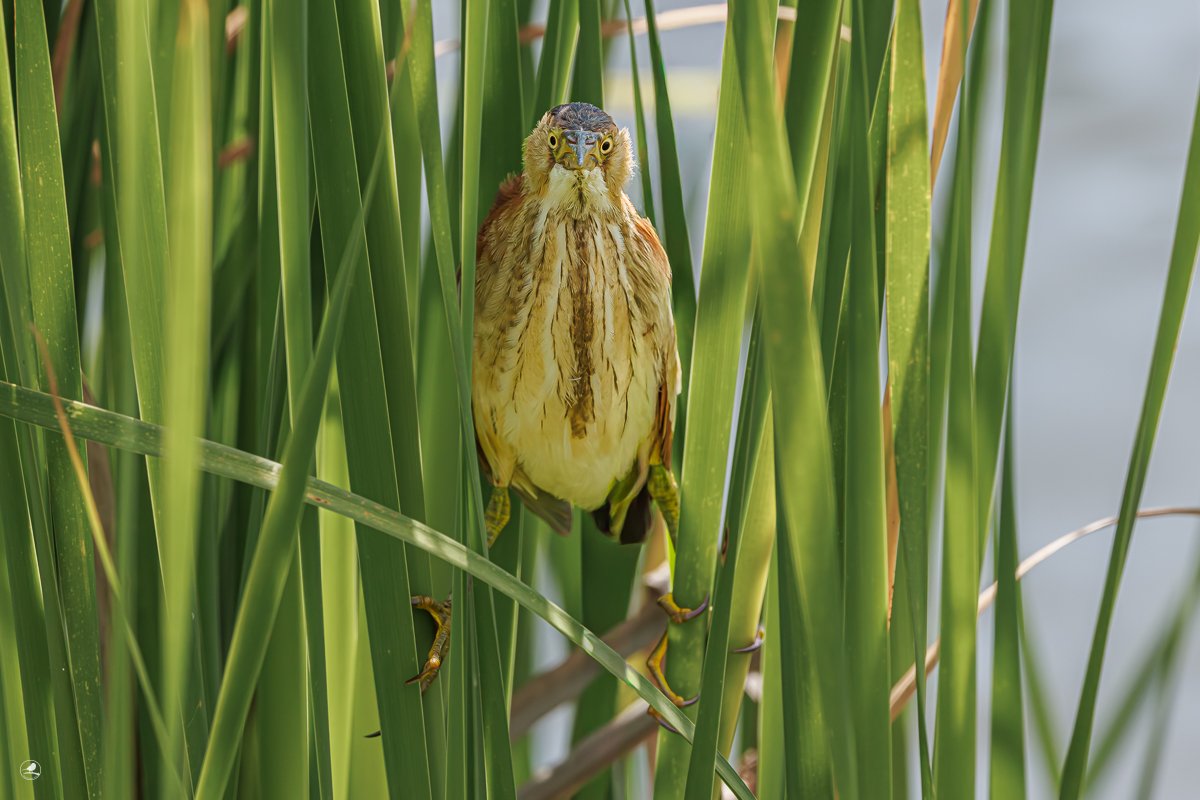 Dvergrørdrum/ Least Bittern