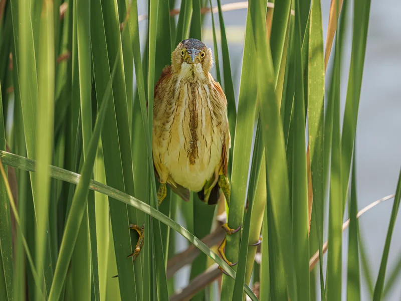 Dvergrørdrum/ Least Bittern