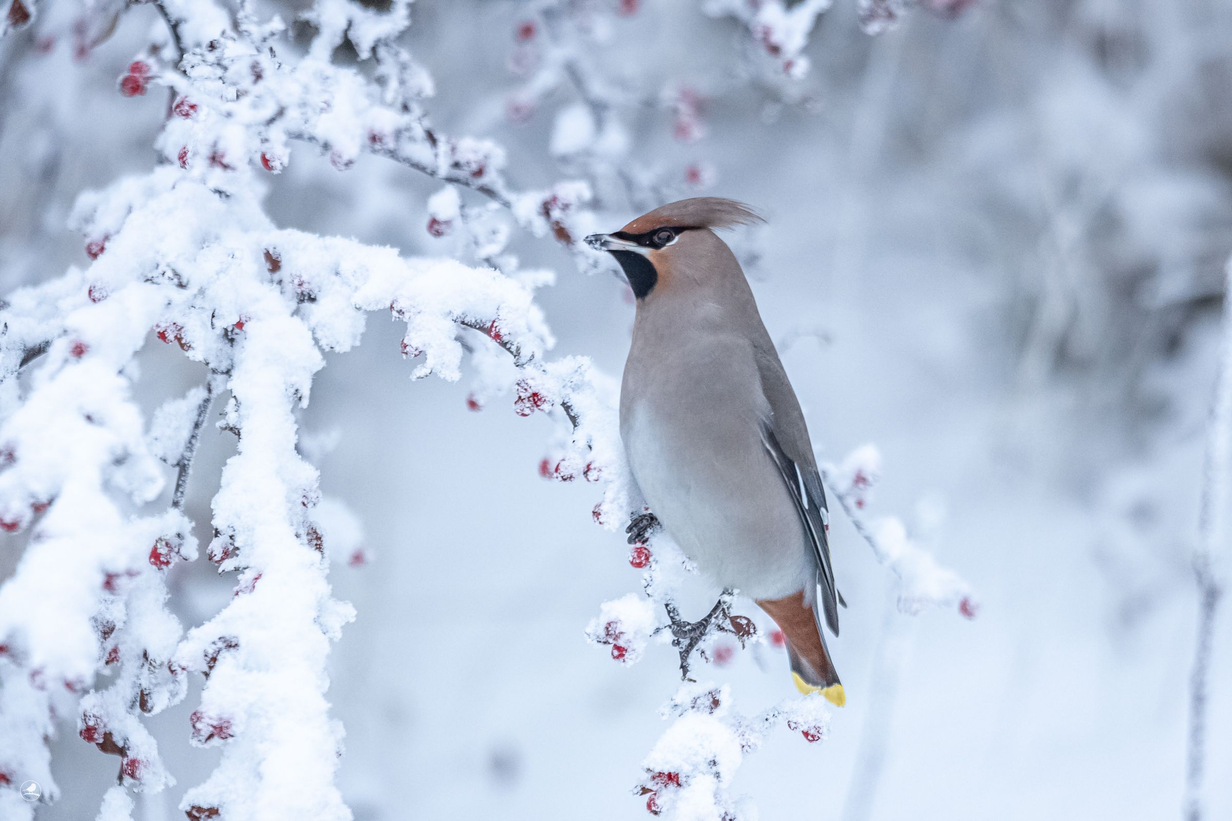 Sidensvans / Bohemian Waxwing