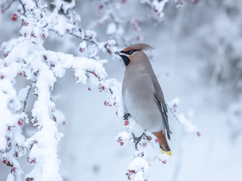 Sidensvans / Bohemian Waxwing