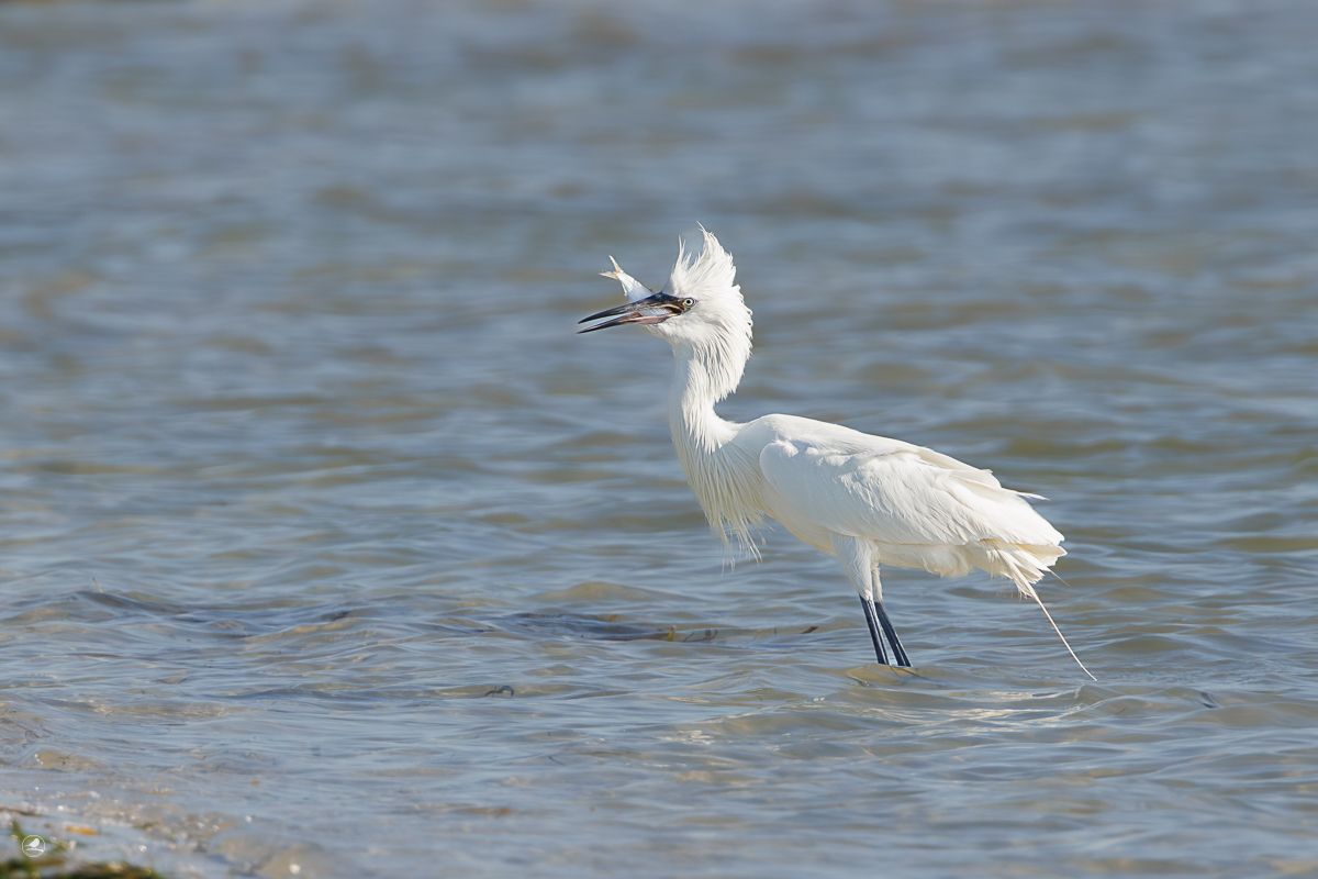 Dansehegre/ Reddish Egret,  ren hvit fargevariant (morf)
