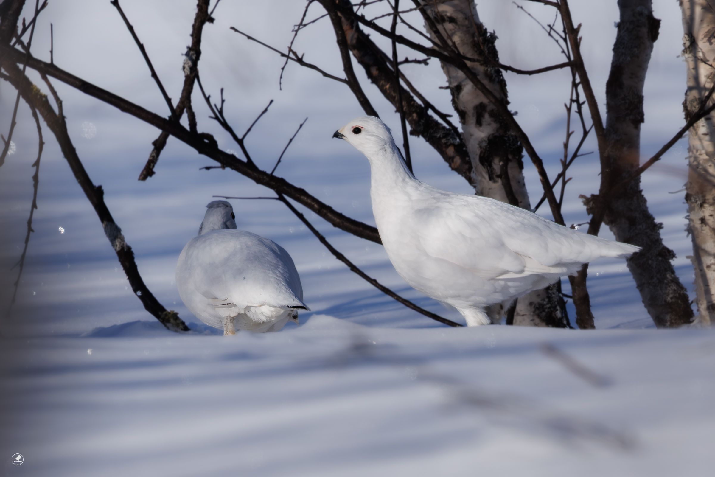 Lirype / Willow Ptarmigan Grouse