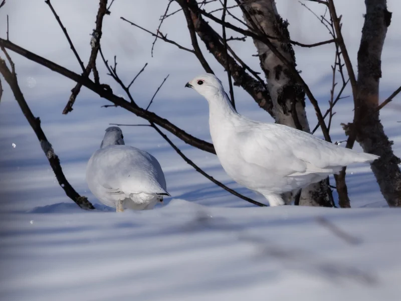 Lirype / Willow Ptarmigan Grouse